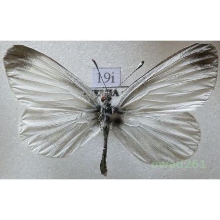 Leptidea sinapis (Linnaeus, 1758) Czech19i